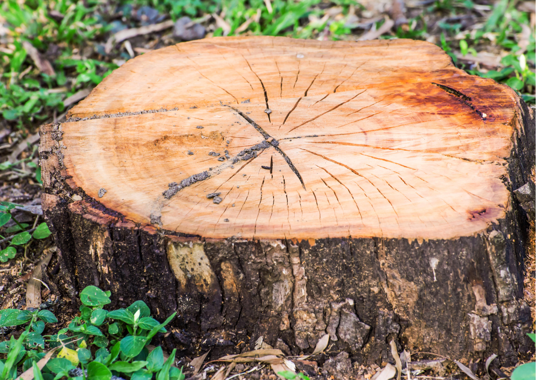 Tree Stump