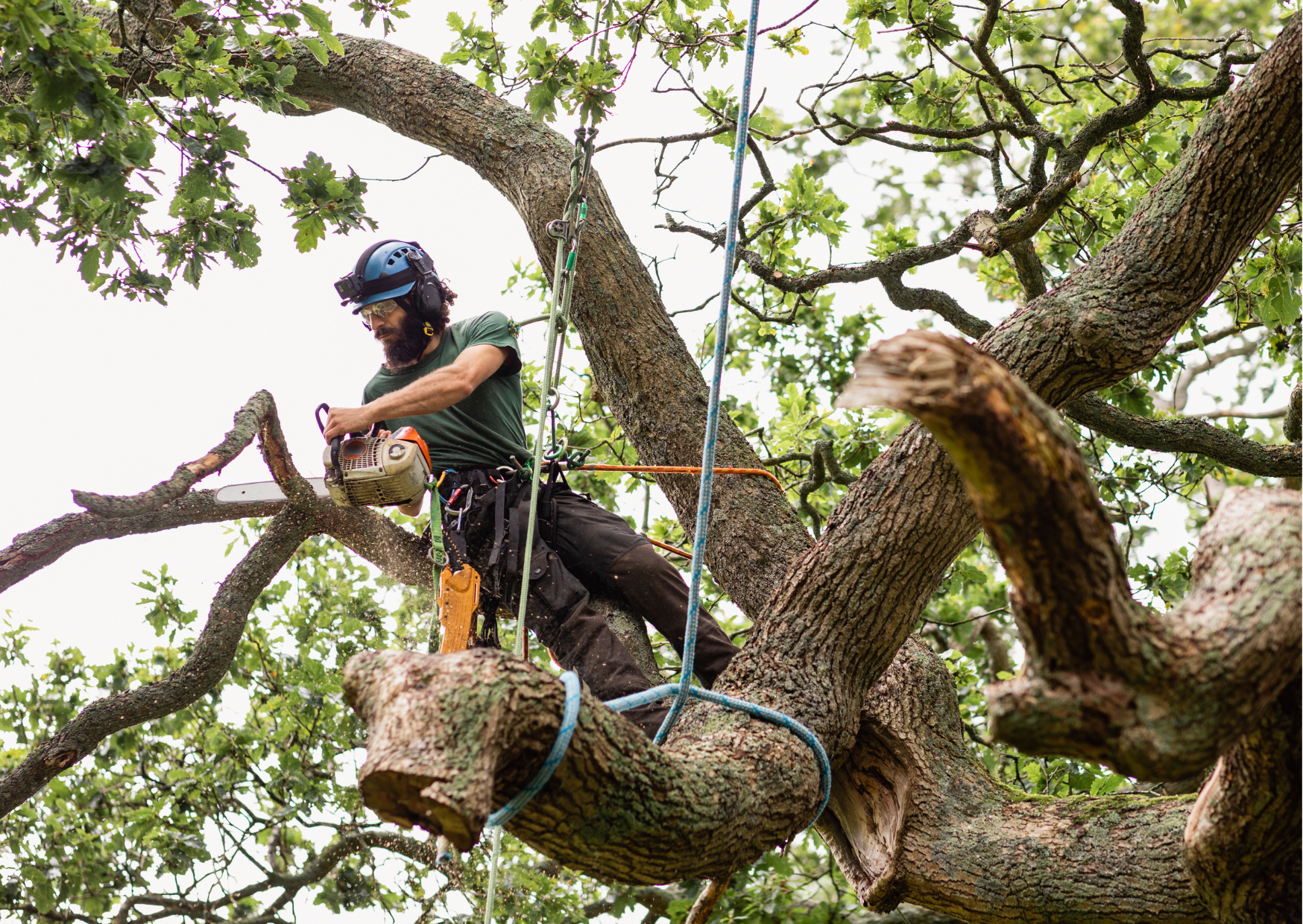Crown lifting trees