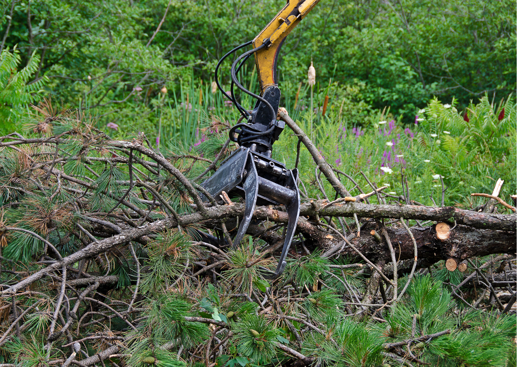 Tree Removal