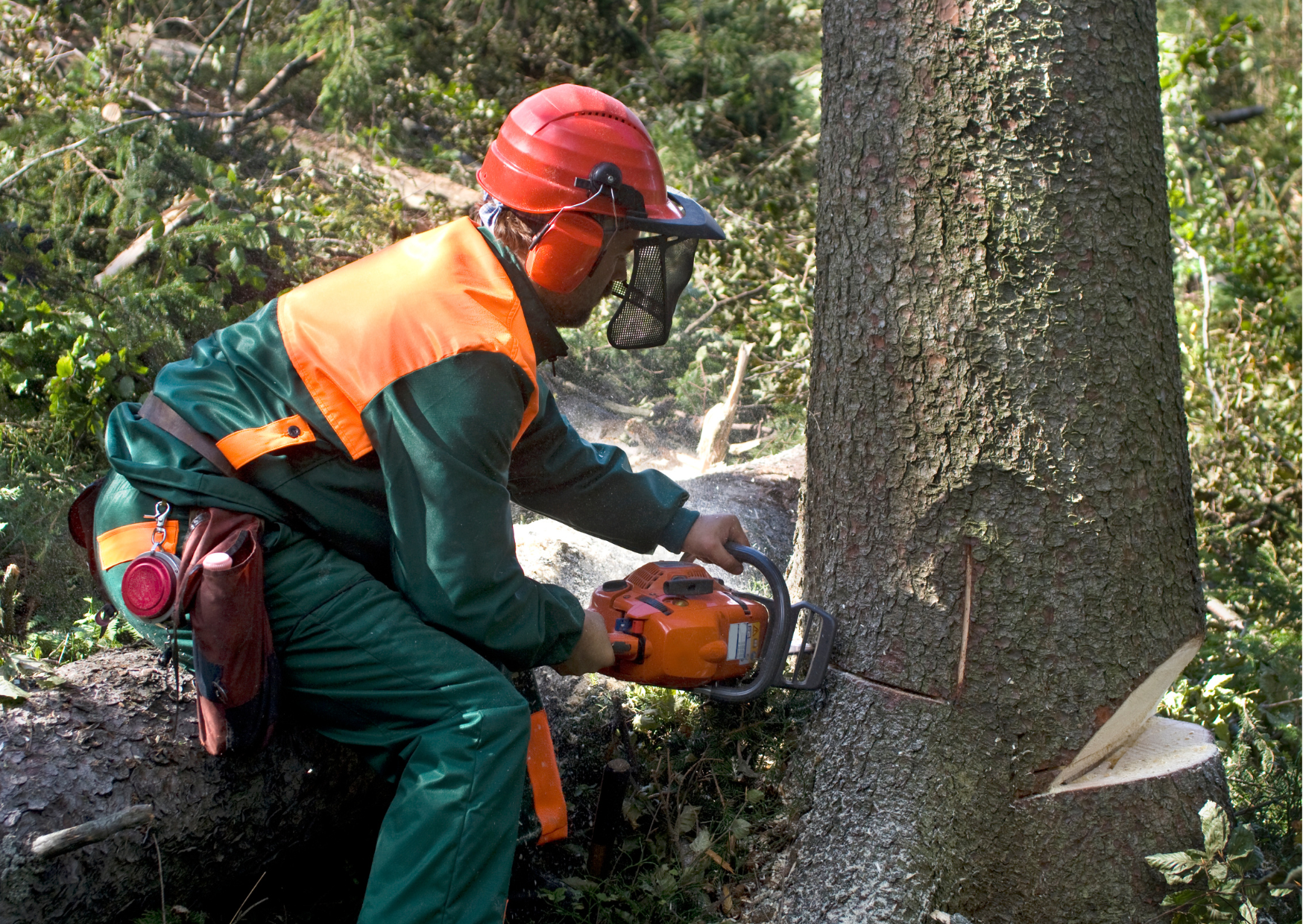 Tree Felling