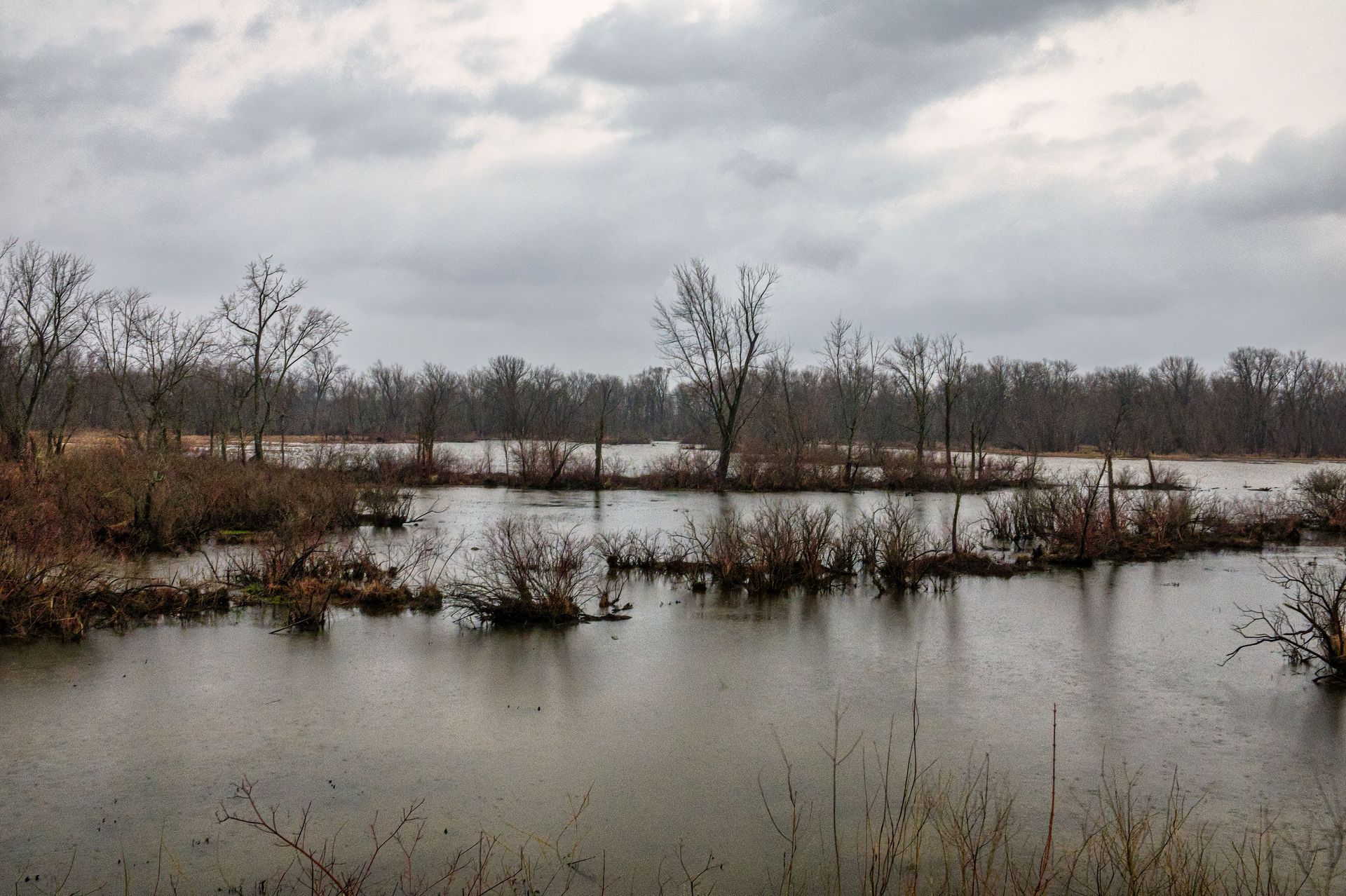 Floodplain site with standing water and trees illustrating Texas lot feasibility conditions