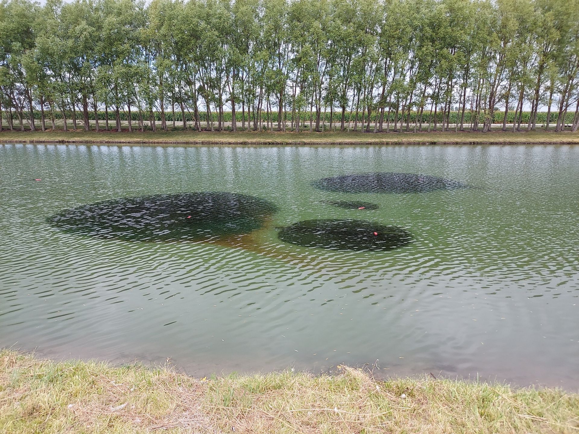Pond Dye