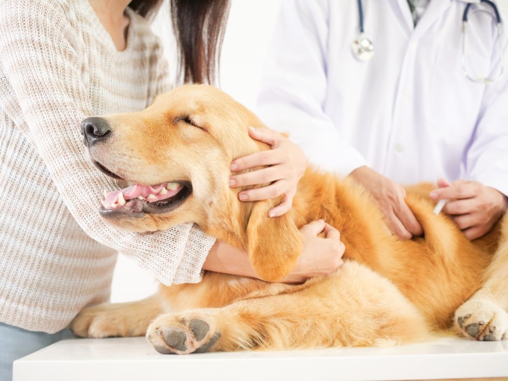 Golden Retriever Getting a Shot from A Veterinarian; Owner Is Holding the Dog Still — Palmwoods Veterinary Clinic In Palmwoods, QLD