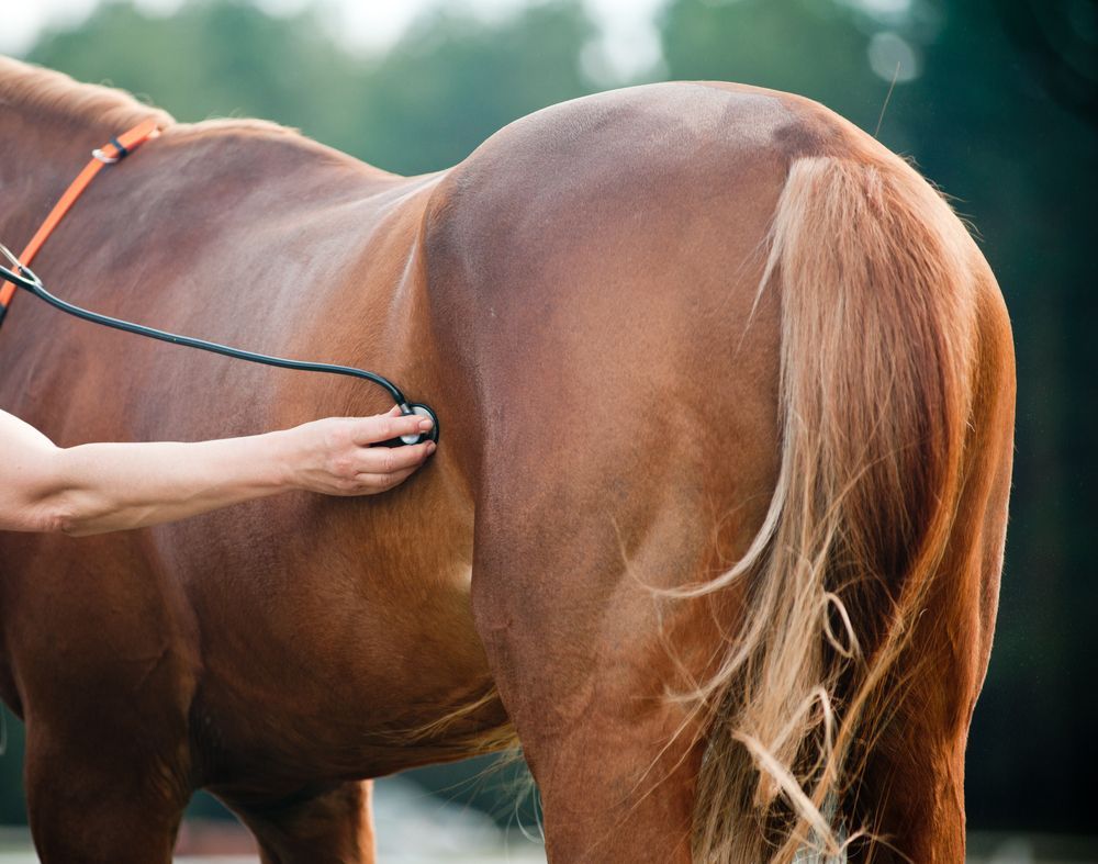 Veterinarian Using a Stethoscope to Examine a Brown Horse — Palmwoods Veterinary Clinic In Palmwoods, QLD