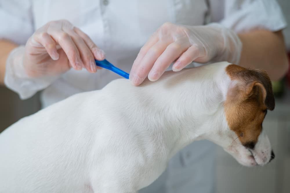 Person in Gloves Applying Flea and Tick Treatment to A White Dog's Back — Palmwoods Veterinary Clinic In Palmwoods, QLD