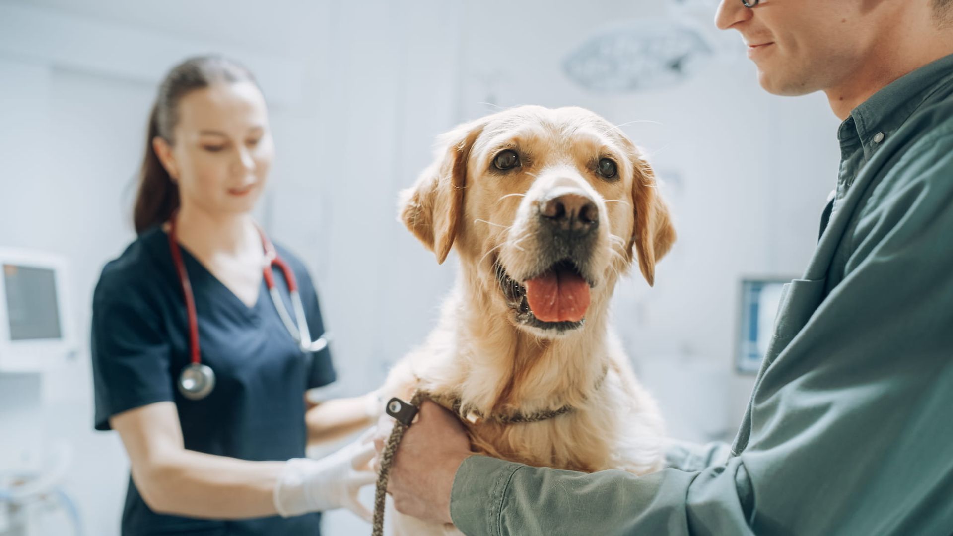 A Golden Labrador Dog at A Vet Clinic, Smiling as Two Vets Examine It — Palmwoods Veterinary Clinic In Palmwoods, QLD
