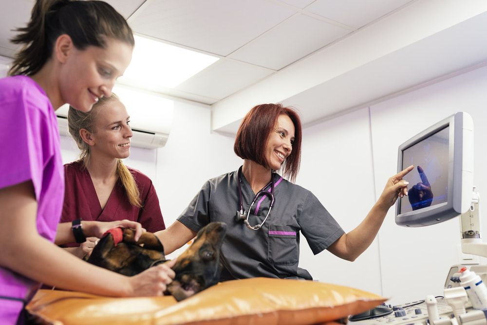 Veterinarians Examining a Dog on a Table, Pointing at an Ultrasound Screen in a Clinic — Palmwoods Veterinary Clinic In Palmwoods, QLD