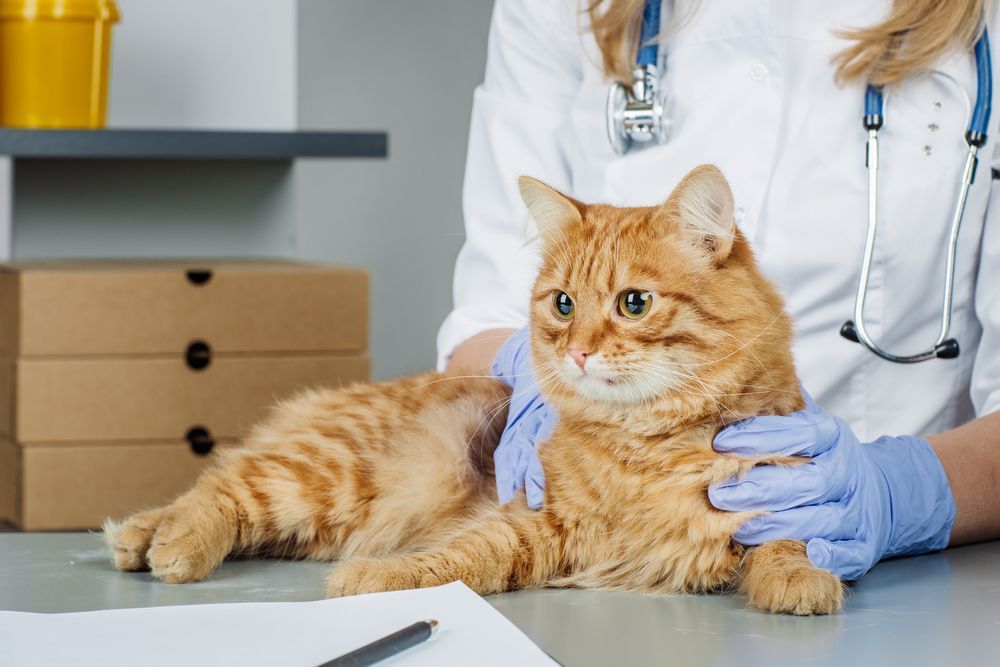 A Vet Examining an Orange Tabby Cat on a Table — Palmwoods Veterinary Clinic In Palmwoods, QLD