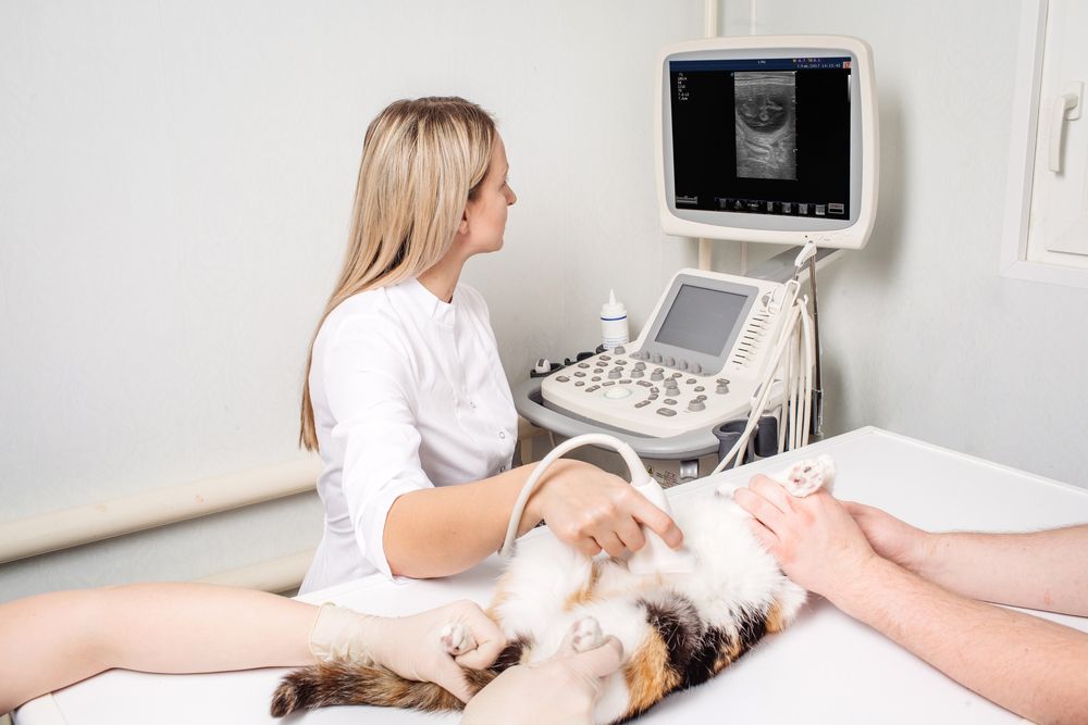 Veterinarian Performing an Ultrasound on A Calico Cat on An Exam Table. Two Assistants Hold the Cat. the Monitor Shows the Ultrasound Image — Palmwoods Veterinary Clinic In Palmwoods, QLD