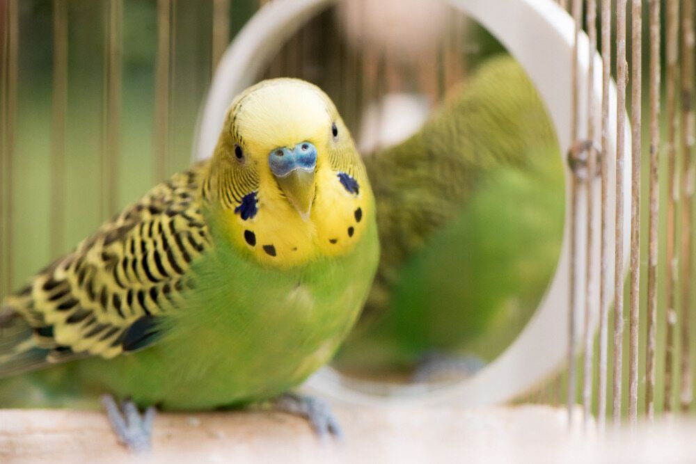 Green Parakeet With Yellow Head Sits in a Cage, Looking at Itself in a Round Mirror — Palmwoods Veterinary Clinic In Palmwoods, QLD