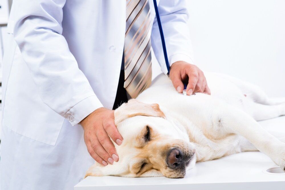 Veterinarian in White Coat Examining a Labrador on a White Table. Dog Appears Calm — Palmwoods Veterinary Clinic In Palmwoods, QLD