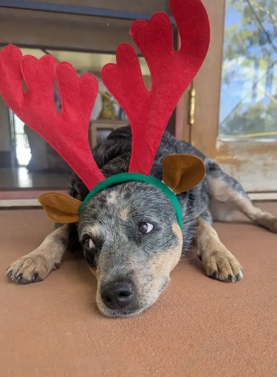 Dog wearing reindeer antlers, lying down on a porch. — Palmwoods Veterinary Clinic In Palmwoods, QLD