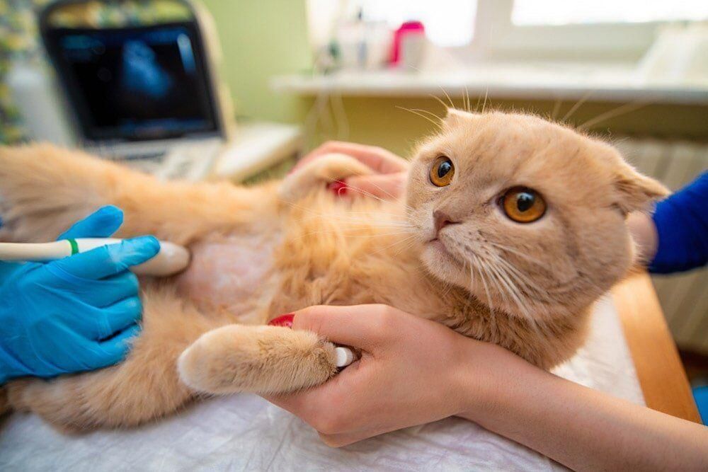 A Light Orange Cat Getting an Ultrasound in A Vet's Office. the Cat Looks Concerned, While a Vet Holds the Ultrasound Wand — Palmwoods Veterinary Clinic In Palmwoods, QLD