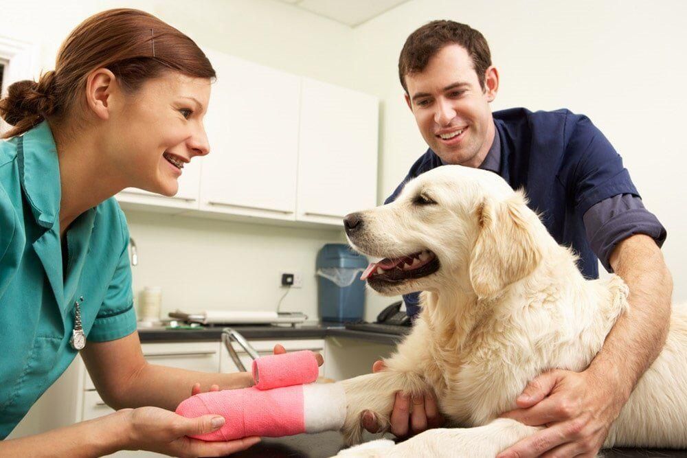 Veterinarian Wrapping a Golden Retriever's Injured Leg in A Pink Cast; a Smiling Vet Assistant Holds the Dog — Palmwoods Veterinary Clinic In Palmwoods, QLD