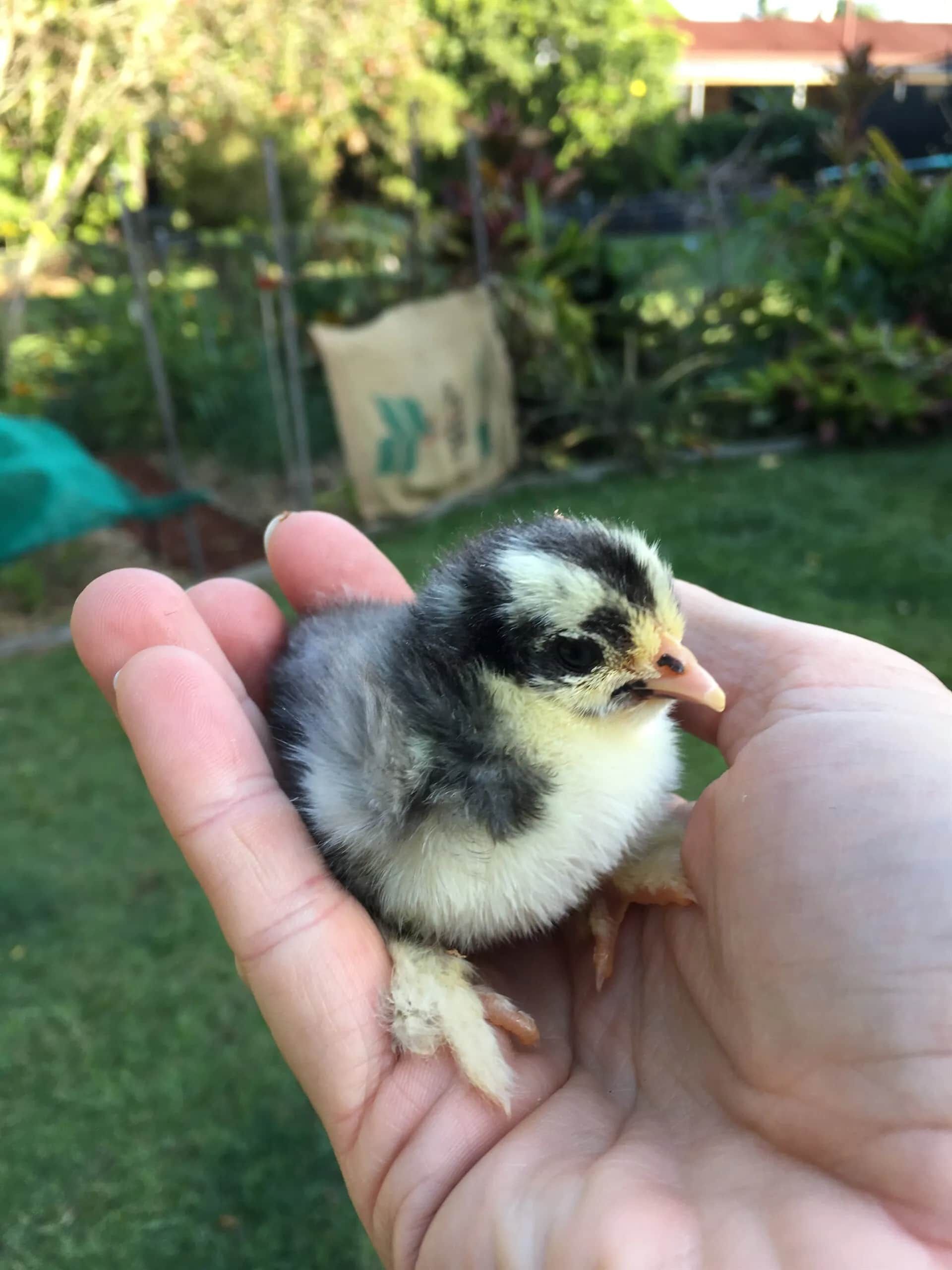 A Fluffy, Speckled Chick Is Held in A Person's Open Hand, Against a Blurred Green Outdoor Background — Palmwoods Veterinary Clinic In Palmwoods, QLD