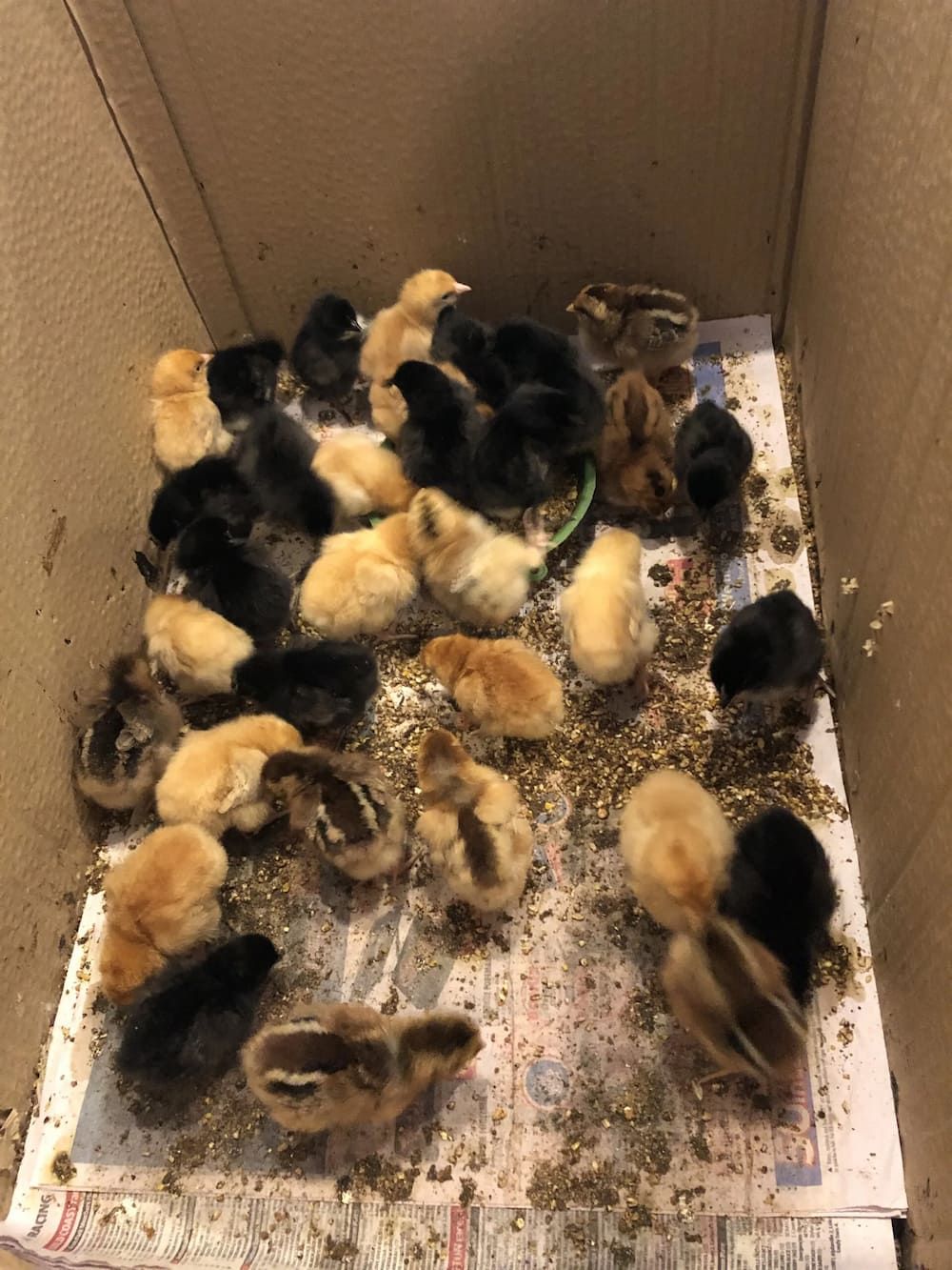 A Cardboard Box Filled with A Flock of Fluffy Baby Chicks of Varying Colors: Black, Yellow, and Brown, Pecking at Food — Palmwoods Veterinary Clinic In Palmwoods, QLD
