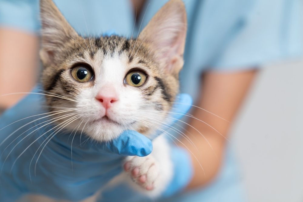 Kitten being held by gloved hands, looking up with wide eyes; vet exam. — Palmwoods Veterinary Clinic In Palmwoods, QLD
