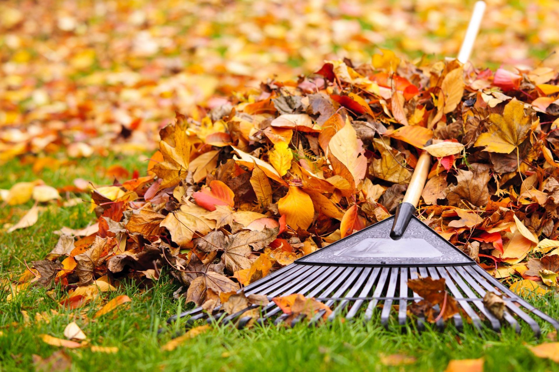fall yard cleanup Hingham MA