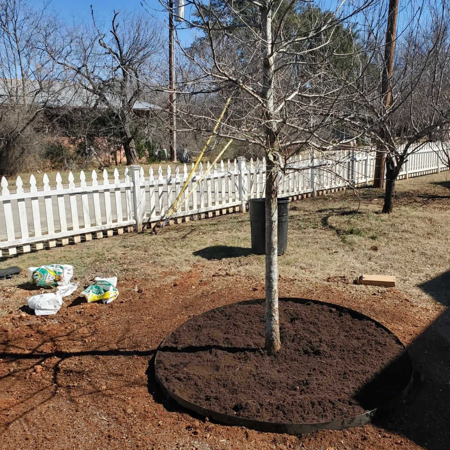 A young tree with a mulch ring in a yard with a white picket fence, bags of mulch sit nearby on the ground.