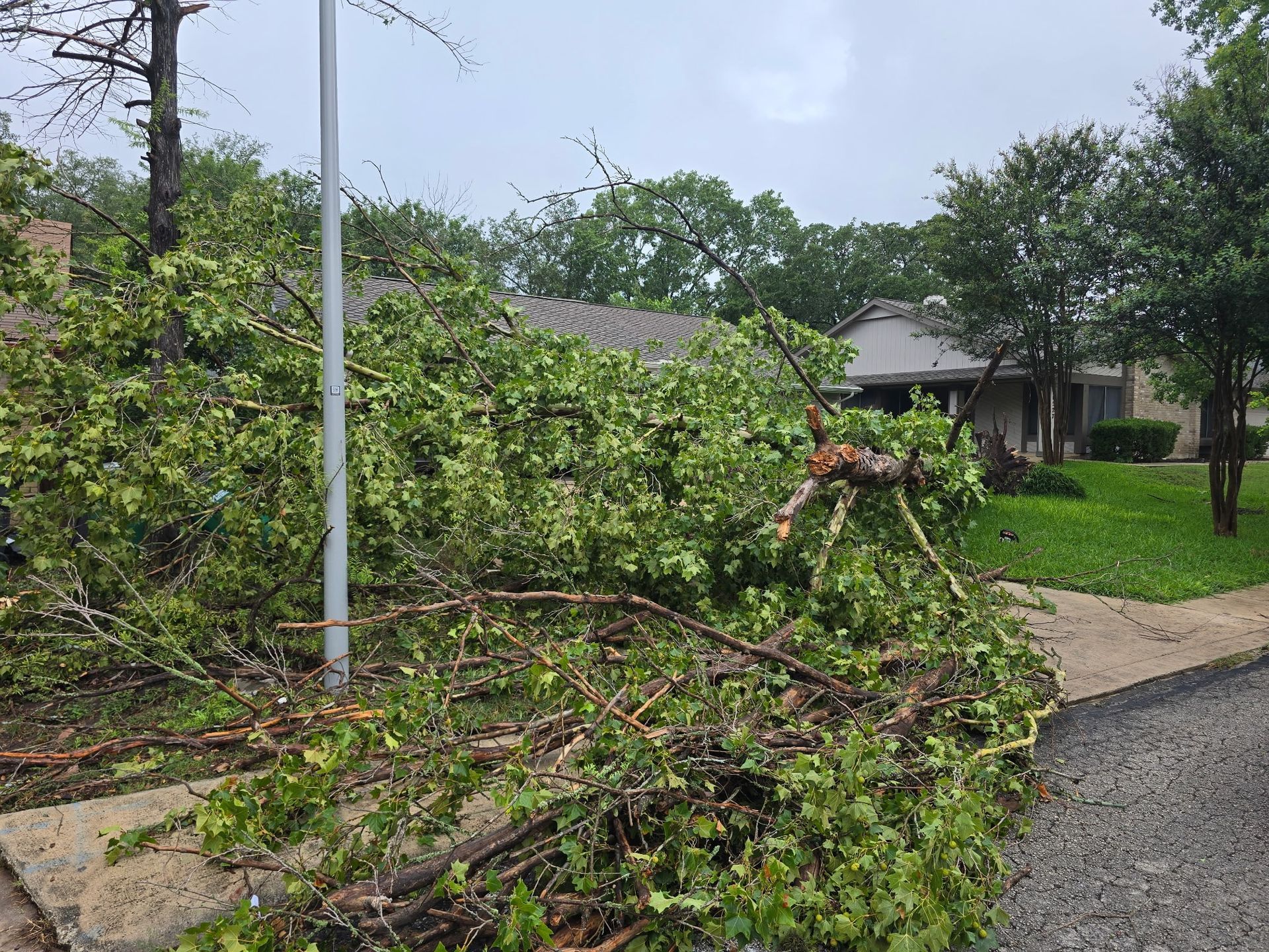 Fallen tree branches on a sidewalk in front of a house after a storm. Green leaves and gray roof visible.