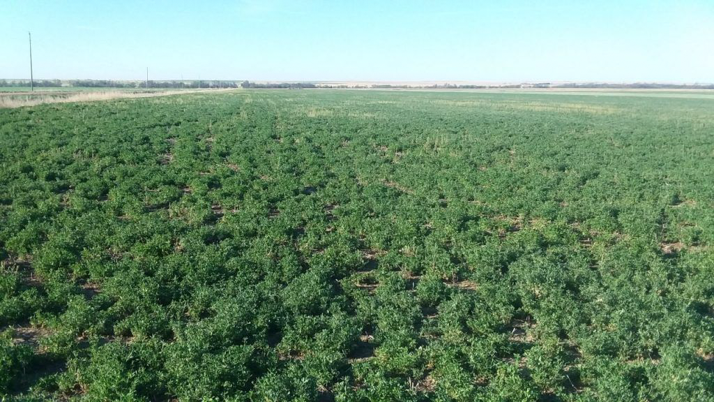 A large green field with lots of plants growing in it