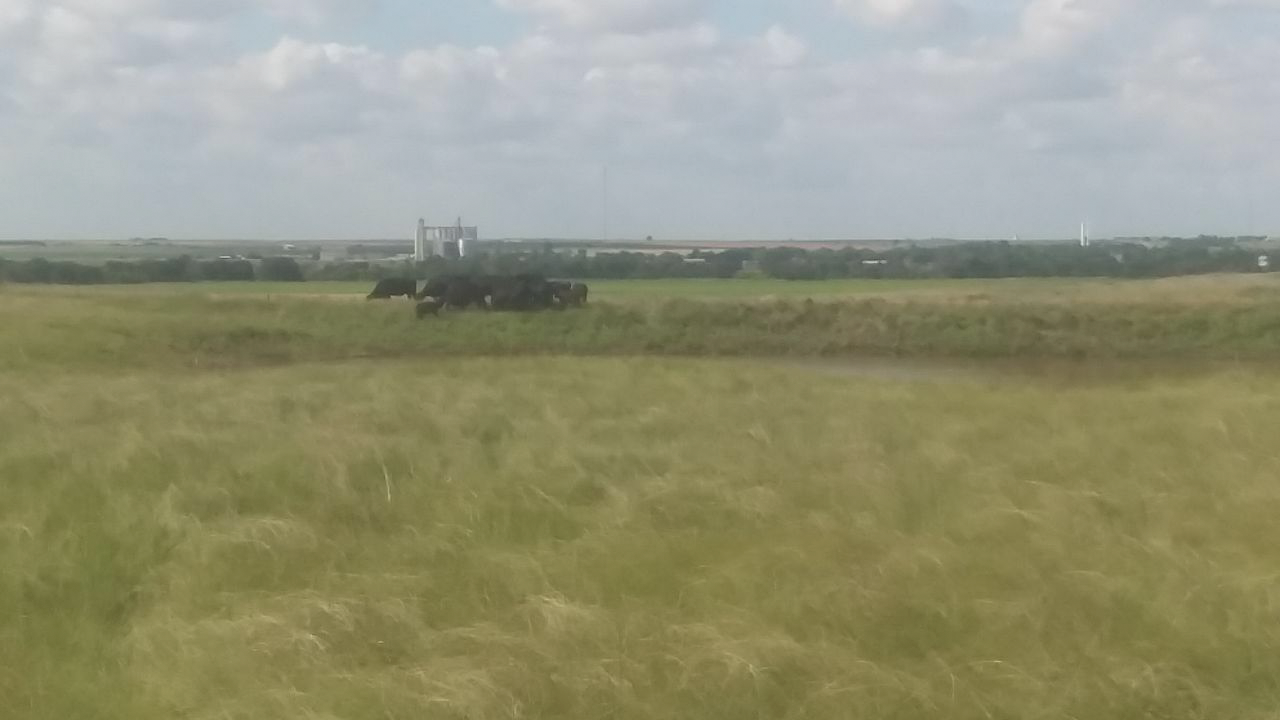 A tractor is plowing a field of wheat on a sunny day.