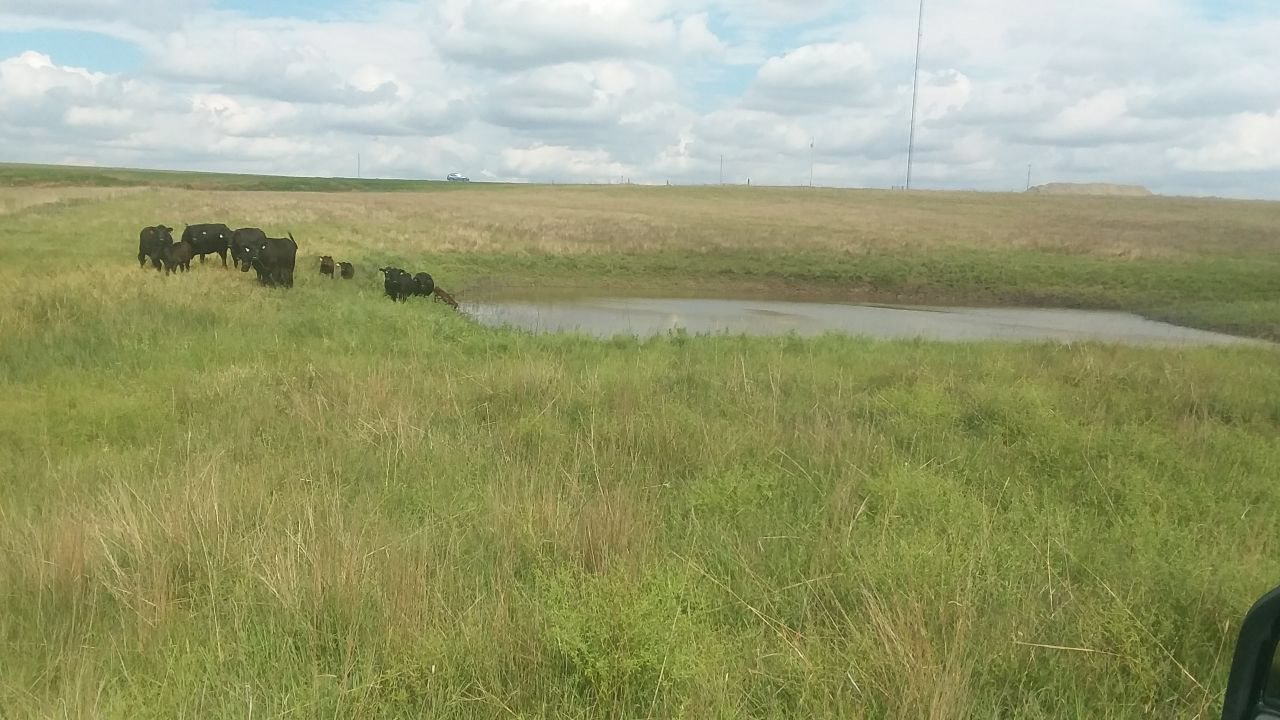 A herd of cows are grazing in a grassy field next to a pond.