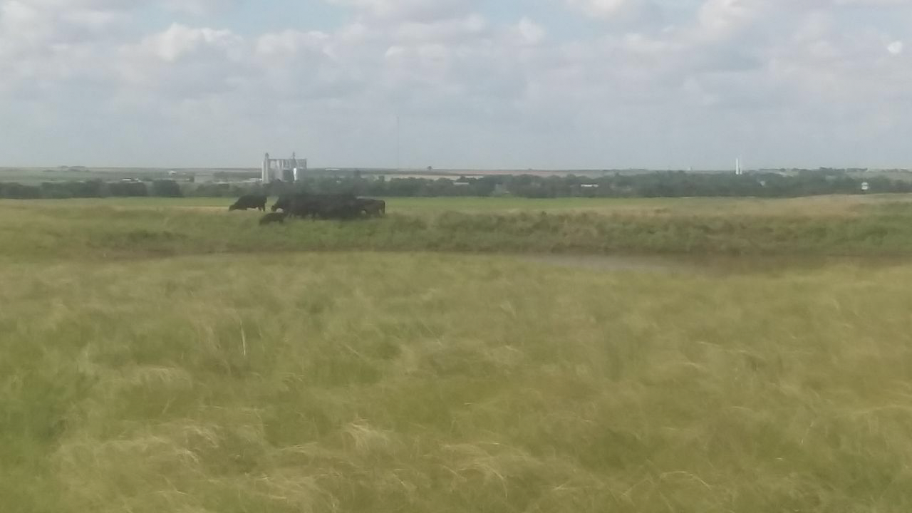 A tractor is plowing a field of grass on a sunny day.