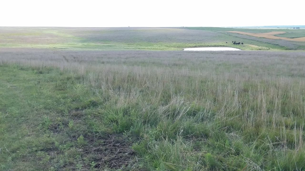 A large grassy field with a small pond in the middle of it.