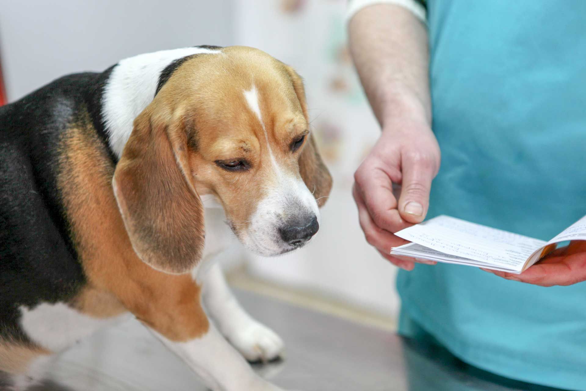 Permanent Identification — Houston, TX — Abbott Animal Clinic