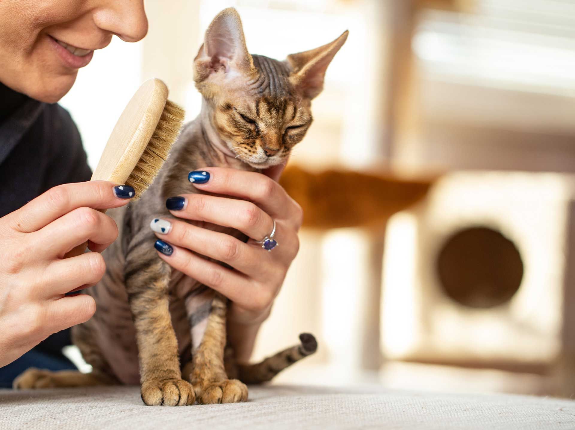 Grooming & Bathing — Houston, TX — Abbott Animal Clinic