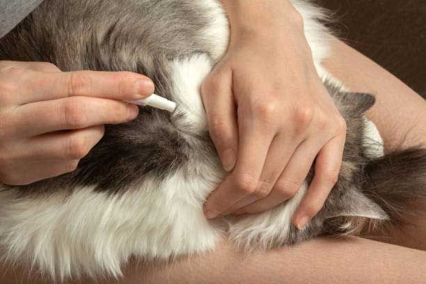Individualized Flea Control Programs — Houston, TX — Abbott Animal Clinic