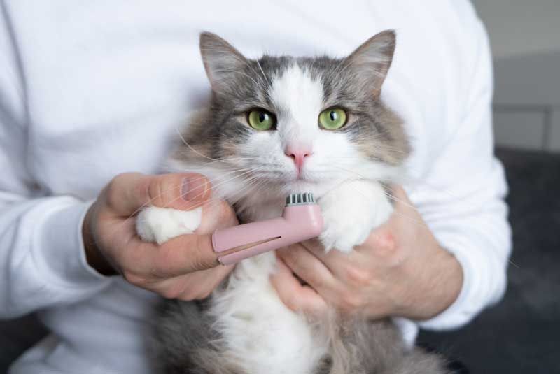 Dentistry — Houston, TX — Abbott Animal Clinic