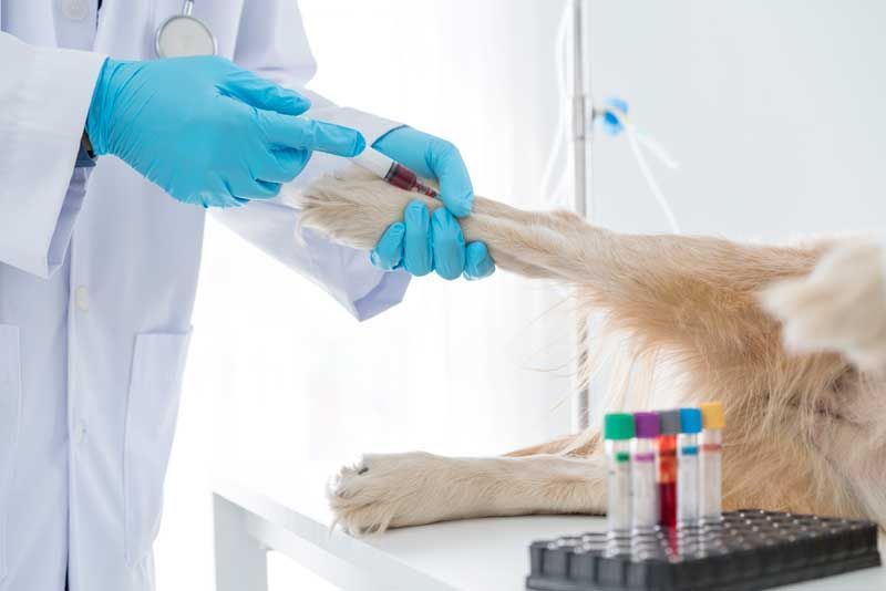 Laboratory — Houston, TX — Abbott Animal Clinic