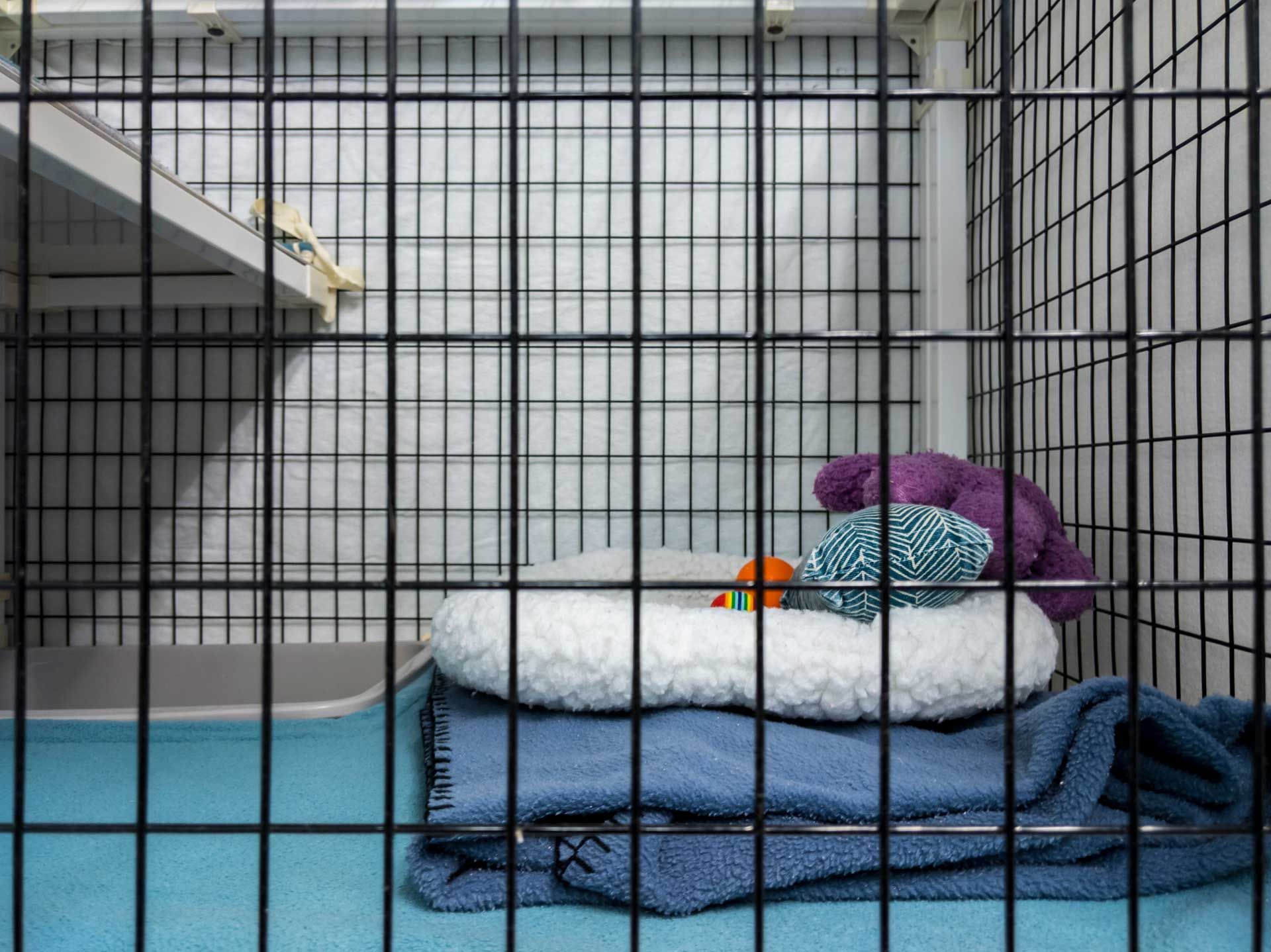 Boarding — Houston, TX — Abbott Animal Clinic