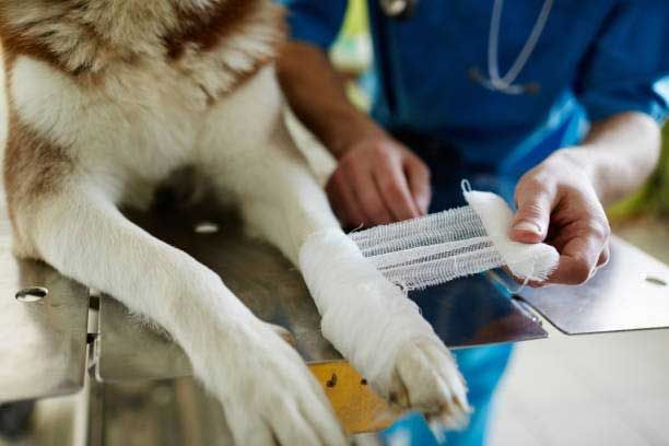 Emergency Care — Houston, TX — Abbott Animal Clinic