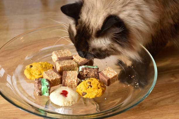 Dietary Counseling — Houston, TX — Abbott Animal Clinic