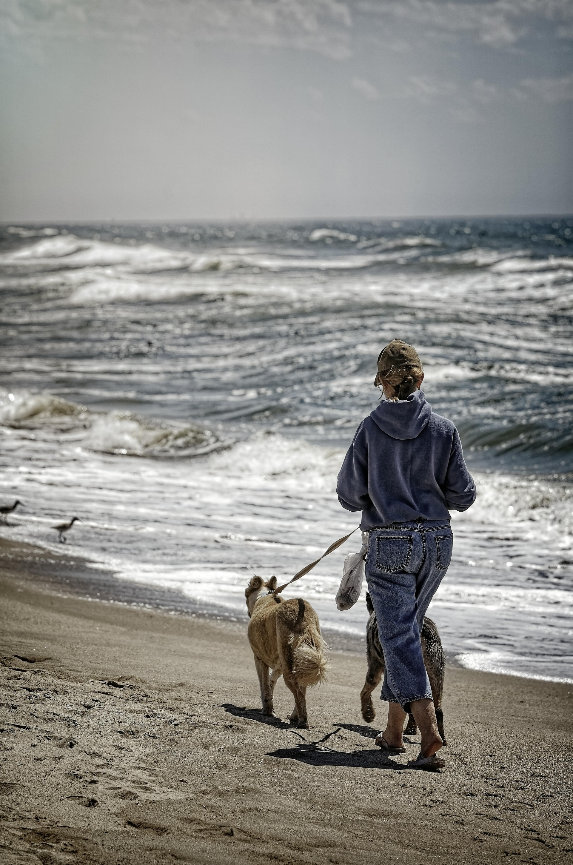 A person in a blue hoodie and jeans walks two dogs on a sandy beach by a wavy sea.