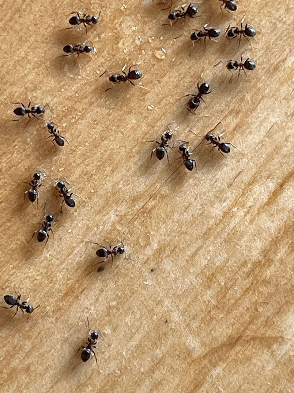Ants in the house