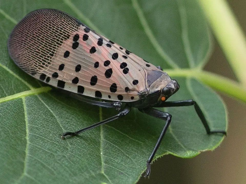 Spotted gray and black planthopper on a green leaf
