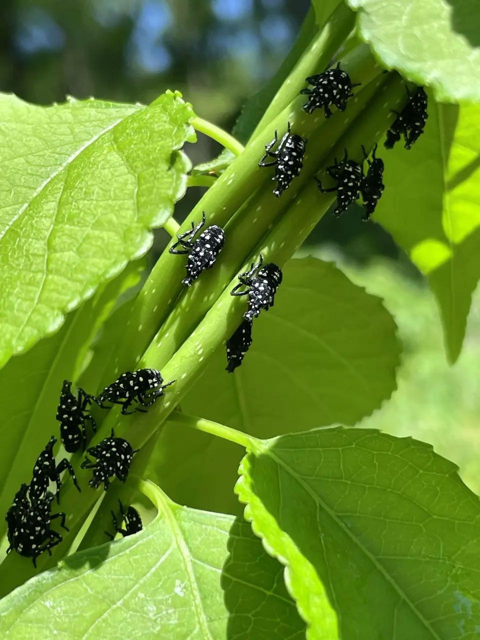 Black aphids clustered on green plant stems and leaves in bright sunlight