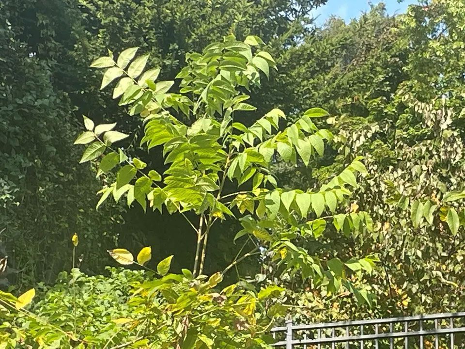 green tree in a sunny garden with dense foliage and a metal railing in front.