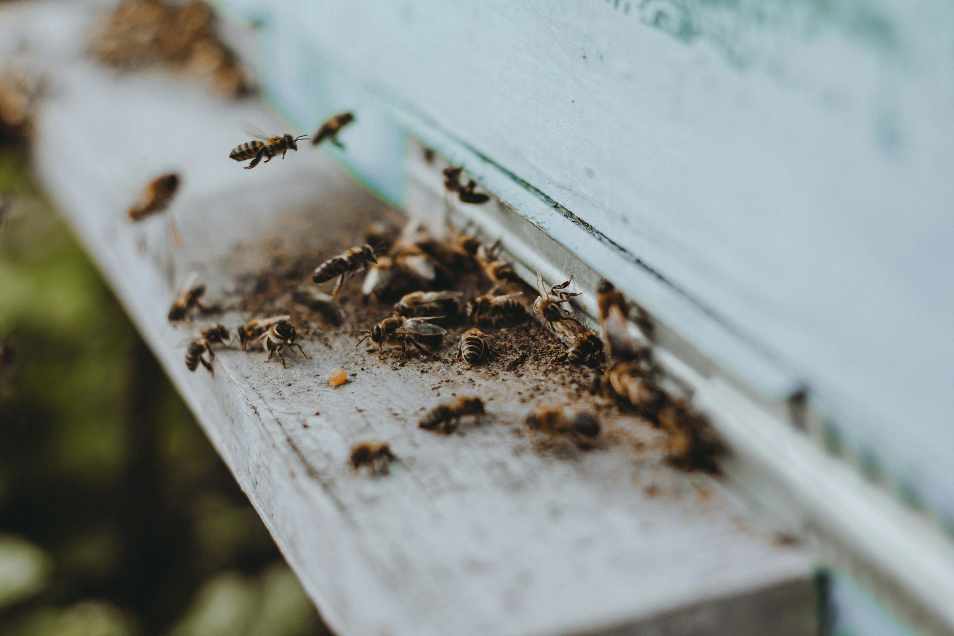 Bees, Wasps & Yellow Jackets