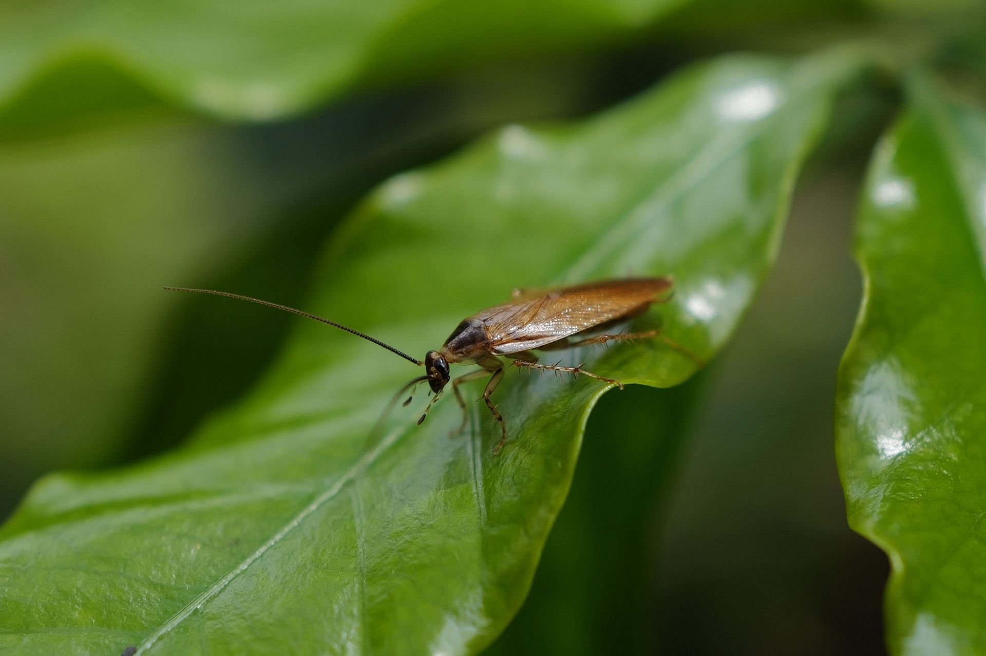 Cockroach Resting on a Leaf in Bristol, CT
