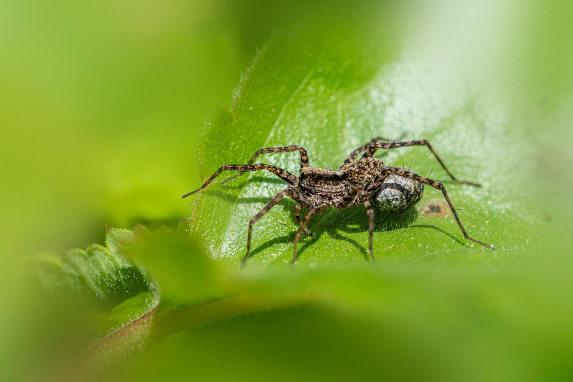 Spiders