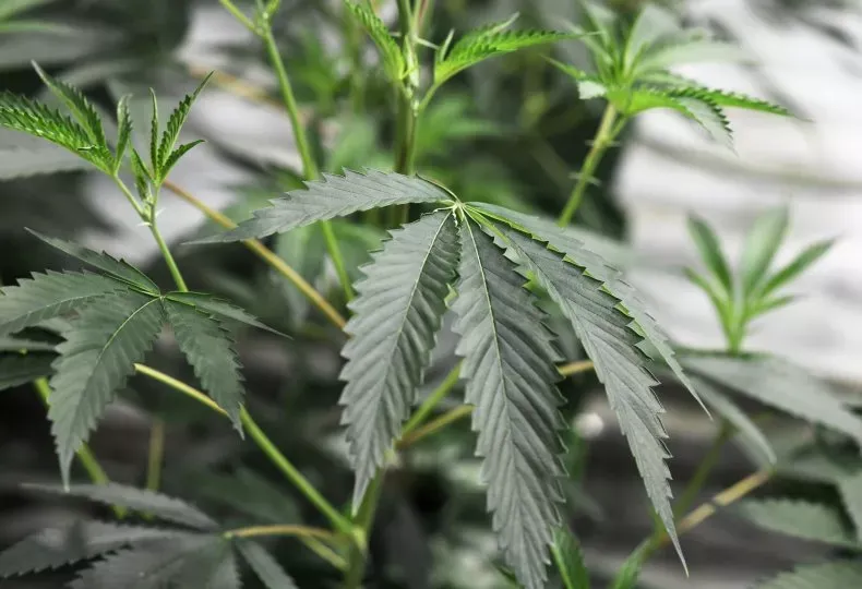 marijuana and hemp education