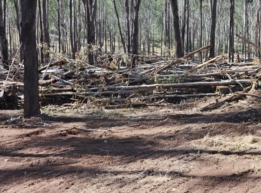 A Pile Of Logs In The Middle Of A Forest — Greenslade's Dozer & Excavator Hire Pty Ltd In Taabinga, QLD