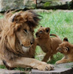 A lion and two cubs are laying on a rock in the grass.