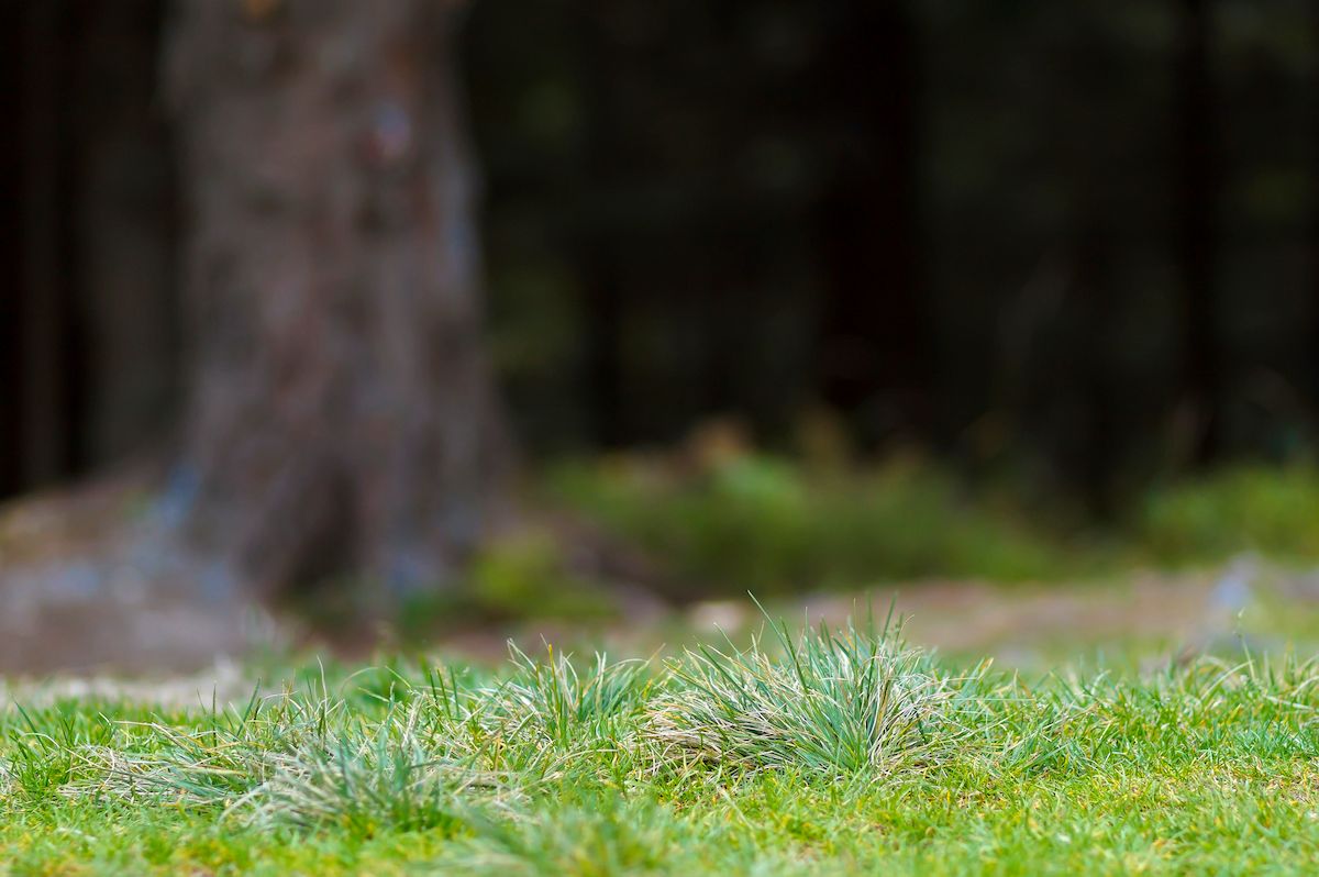 Leveling a Bumpy Lawn in Mid-Missouri | Boulder Creek