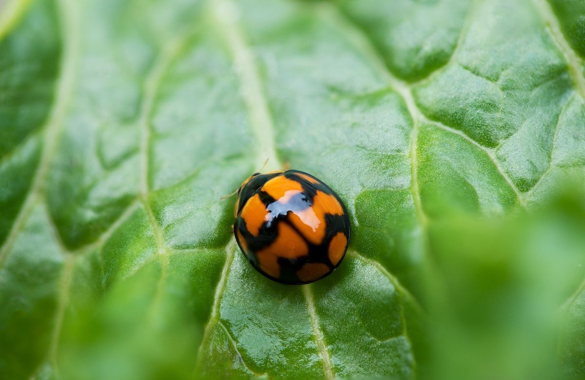 With Our Lawn Care Service in Jefferson City, MO, You Can Reduce the Risk of Pests on Your Lawn.